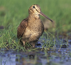 De houtsnip (foto: Vogelbescherming)