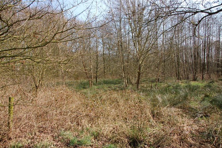 Het dichtgegroeide Boekweitenveen (foto: A. Verbers, 2016).