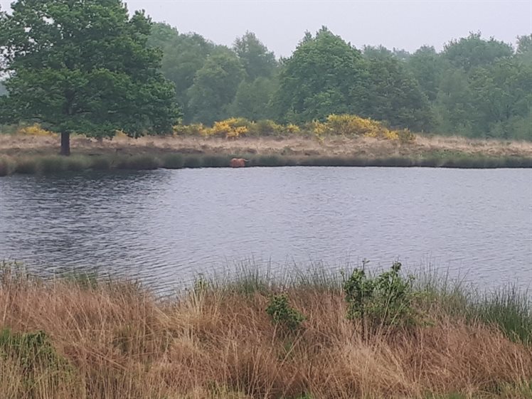 Het Zwarte Gat wordt gebruikt als drinkplaats voor de runderen die er grazen (foto: Bart Koops)