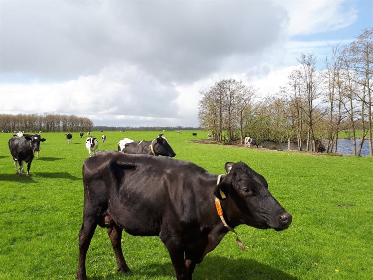 Het Middelveen wordt omgeven door weilanden waar koeien in grazen. Op de achtergrond is te zien dat een koe drinkt uit de plas, vandaag de dag wordt deze plas gebruikt als drinkplaats voor het vee (foto: Bart Koops, 2017)