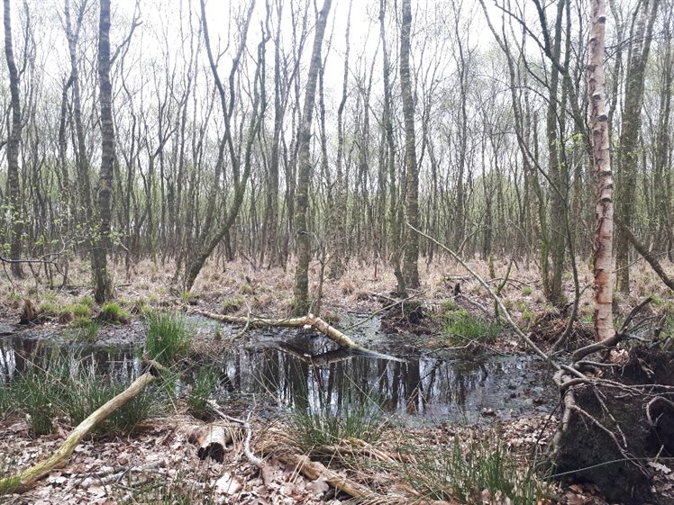 Natte strook aan de west zijde die nagenoeg helemaal rondom de depressie ligt (foto: B. Koops, voorjaar 2017).