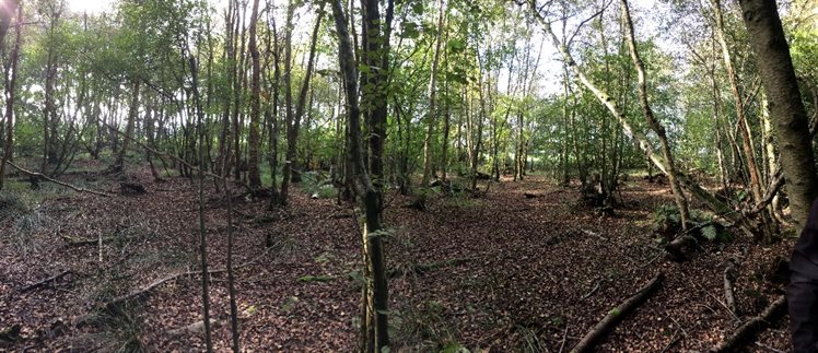 Panoramafoto van het Witteveen (bron: A. Verbers, maart 2017)