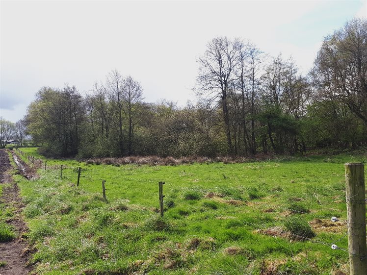 Goed zicht op de groene rand rondom de mogelijke pingoruïne (foto: B. Koops, 2017).