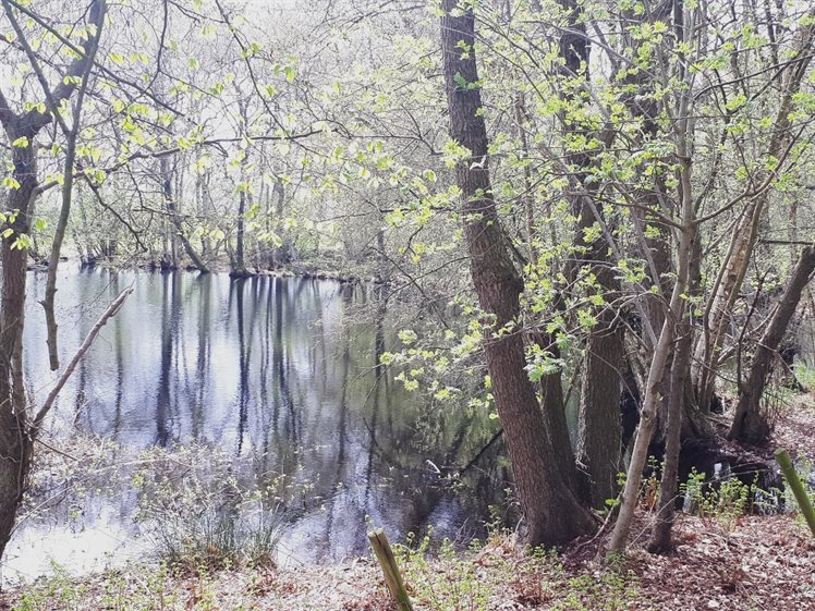 Het veentje gezien vanaf de noordkant, deze plas wordt gebruikt als drinkplas voor het vee (foto: B. Koops, 2017)