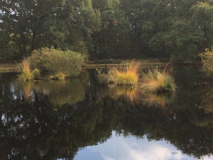 Het Bollenveen, een uitgeveende pingoruïne, met pollen pijpenstrootje en wilgen struweel (foto: Anja Verbers)