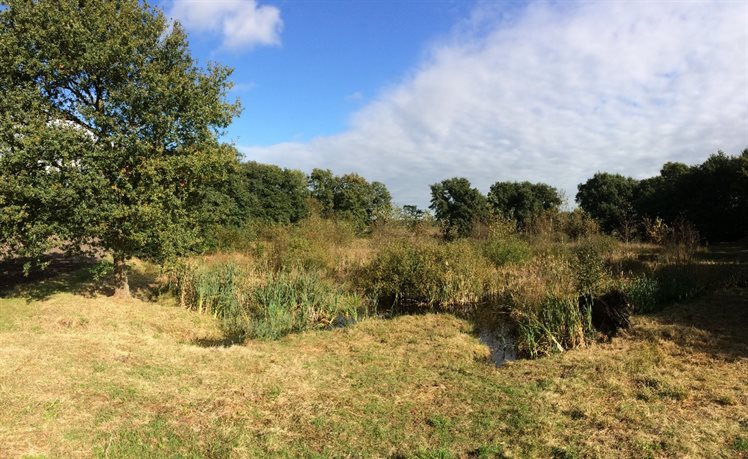 Westzijde van het Bollenveen, met verhoogde rand en daarachter veenputten (foto: Anja Verbers).