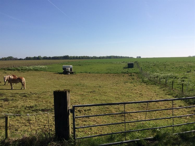 De droge pingoruïne doet dienst als paardenweide (foto: A. Verbers).