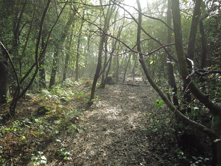 Sfeerplaatje van het Holtveen (bron: A. Verbers)