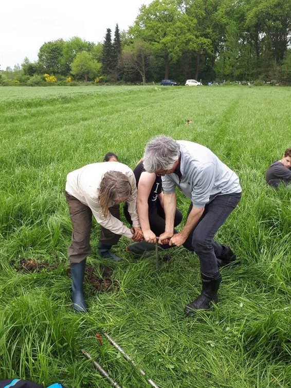 Met drie man sterk om de guts zo diep mogelijk de grond in krijgen (foto: Bart Koops).