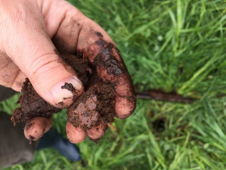 Veen met herkenbare plantenresten (foto: A. Verbers)