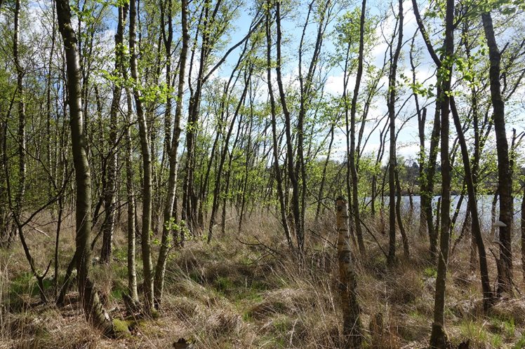 Het moerasbosje waarin de boring werd verricht, met op de achtergrond het water van het Siepelveen (foto: Anja Verbers)