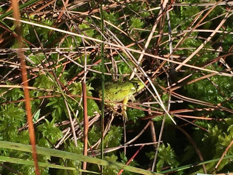 Groene kikkers en veenmos of Sphagnum op de onderzochte locatie (foto: Gert Koene).